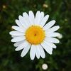 daisymay410